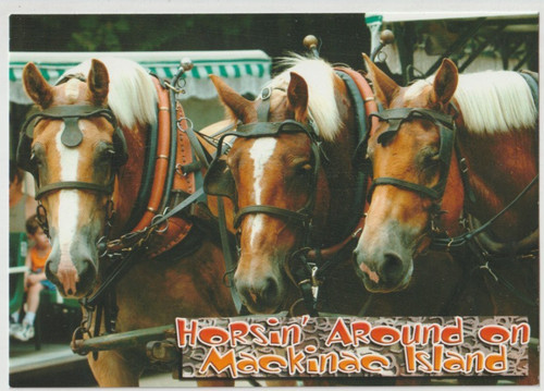 Belgian trio draft horse - draft,