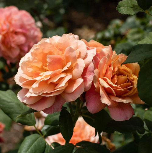 Live grandiflora rose plant - live,