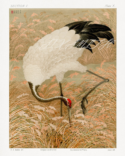 Saus crane rice field - crane,