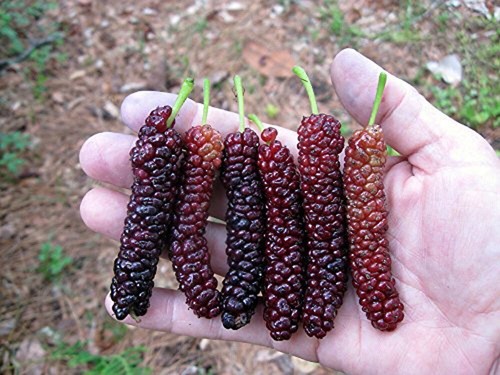 Pakistan long mulberry tree - mulberry,