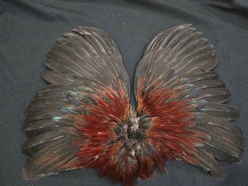 Red brown chicken rooster - red,