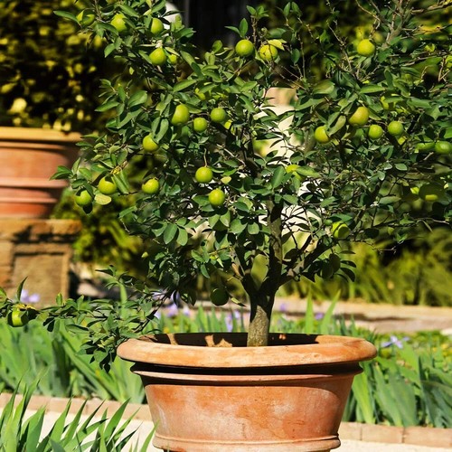 Mexican key lime tree - mexican, 3-4"