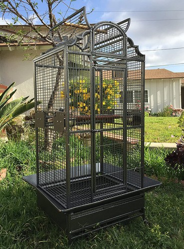 Large elegant bird - bird, parrot