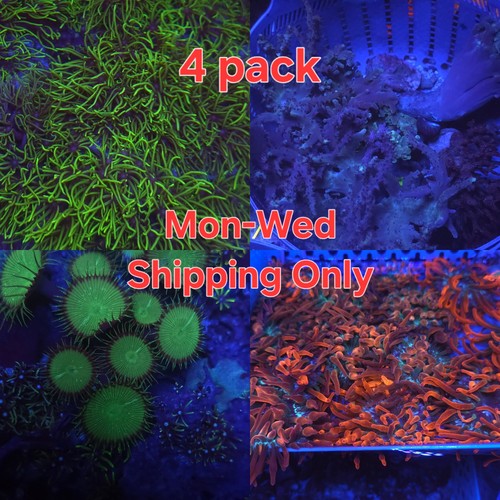 Soft corals pack - +, anemone