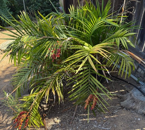 Chamaedorea radicalis mexican - chamaedorea,