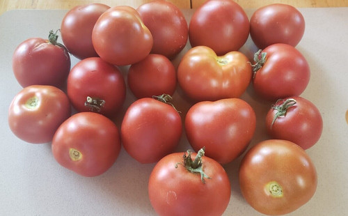 Bundaberg rumball dwarf tomato - bundaberg,