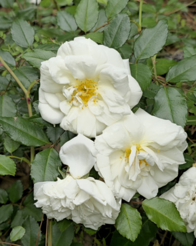 White climbing rose - rose, plant