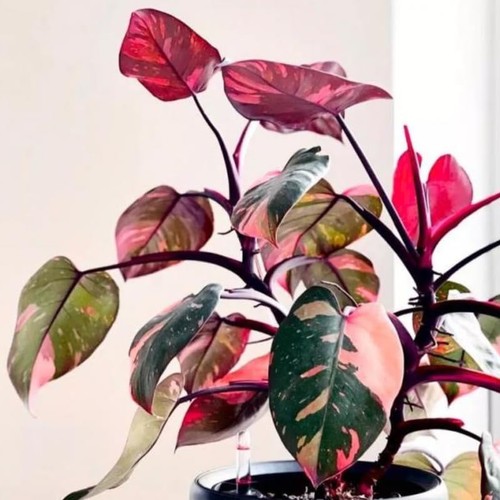 Princess pink philodendron - princess,