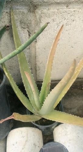 Set live aloe - of, vera