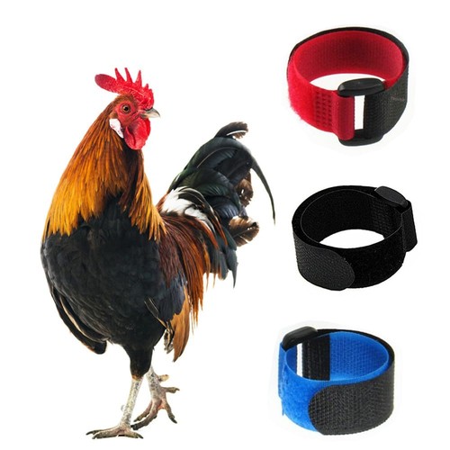 Tkocisa pack crow rooster - no,
