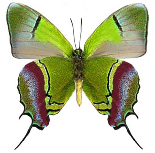 Evenus regalis green - , red