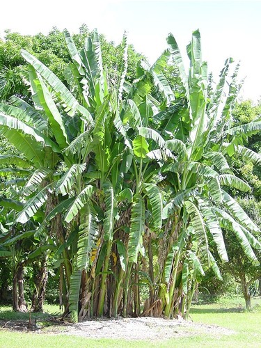 African giant banana tree - giant,