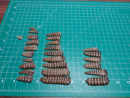 Lot rattlesnake rattles - lot,