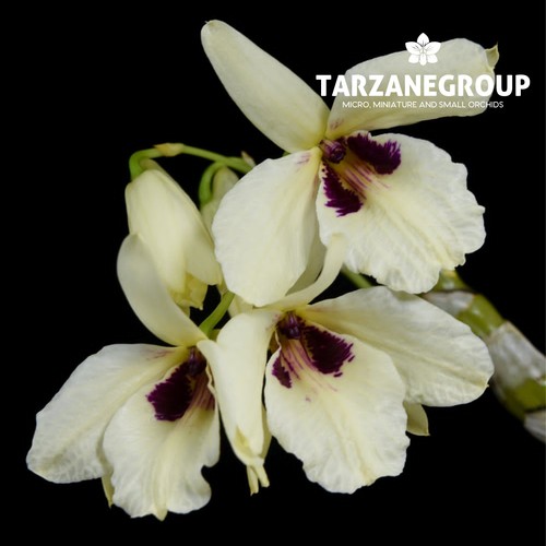 Dendrobium albosanguineum - dendrobium,