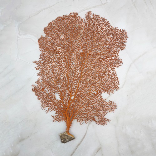 Red orange sea - fan, tall