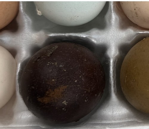 Dark marans chicken - ,