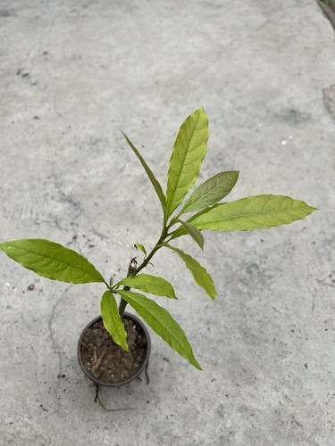Avocado tree trimmed - tree,