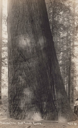 Flatiron tree bull creek grove - bull,