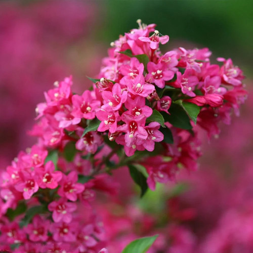 Pink weigela shrub - 3,
