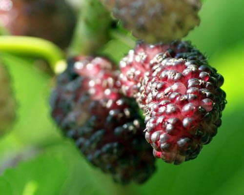 Mulberry tree dwarf - mulberry, 'dwarf