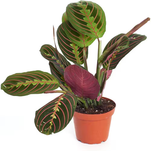 Maranta red prayer - maranta,