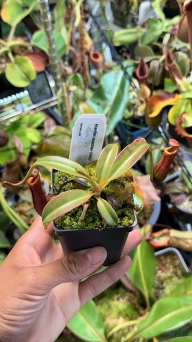 Nepenthes edwardsiana - nepenthes,