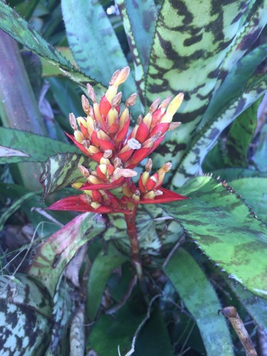Aechmea orlandiana bromeliad - aechmea,