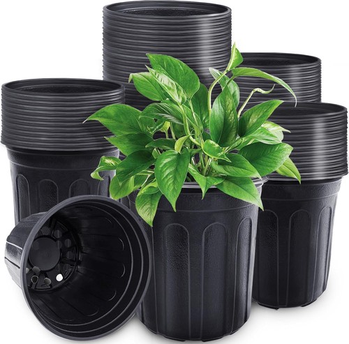 Pcs gallon plant - gallon,