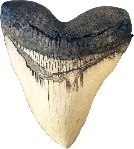 Megalodon giant shark tooth - giant,