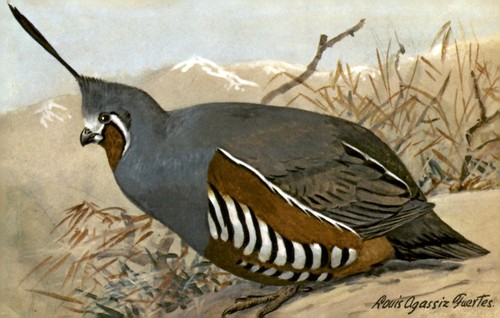 Mountain quail louis agassiz - mountain,