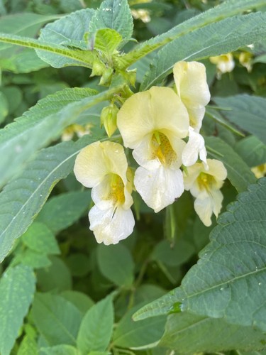 Impatiens scabrida himalayan - impatiens,