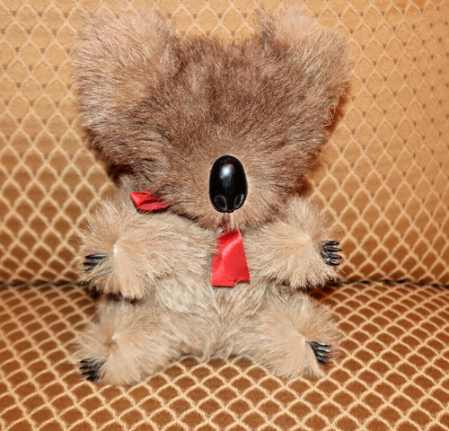 Beta fur australia koala - beta, bear