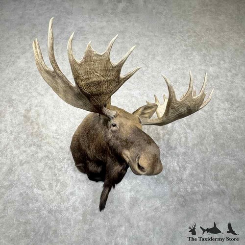 30658 canadian moose - #30658,