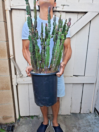 Euphorbia trigona african milk - african,