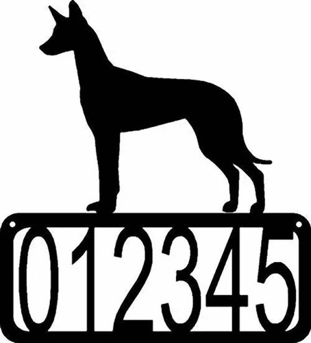 Pharaoh hound dog - hound, house