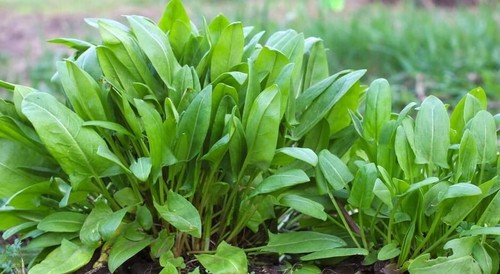 500 large leaf sorrel - sorrel, seeds