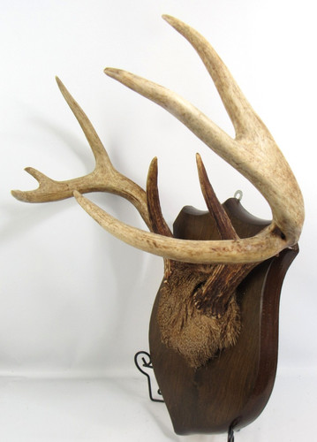Vint point whitetail - point,