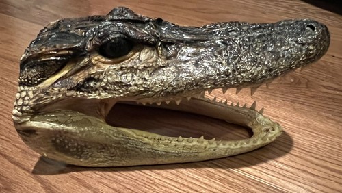 Gator alligator aligator - alligator,