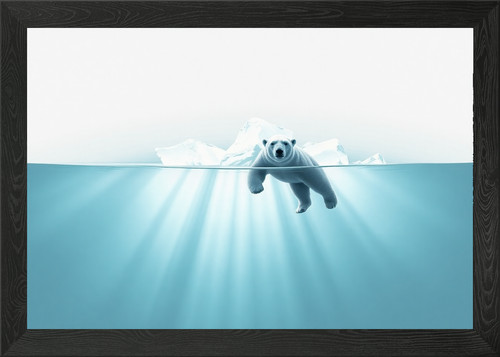 Polar bear swimming under - polar,
