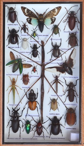 Stick insect taxidermy display - insect,