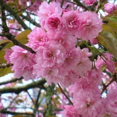Japanese cherry fresh - 10,