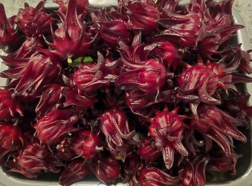 Jamaican sorrel hibiscus - 50,