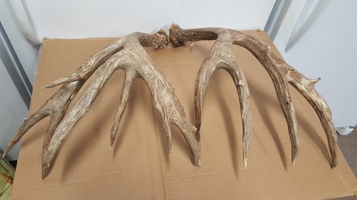 191 7x4 colorado mule - mule, deer