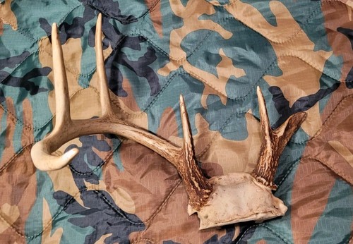 Whitetail deer vintage point - vintage, 6