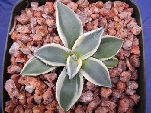 Agave applanata variegated - agave,
