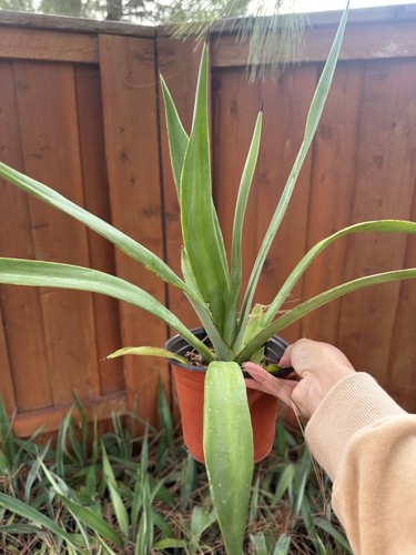 Sisal agave plant planter - 12",