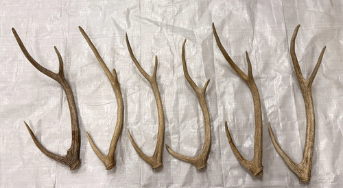 Real axis antlers - 6,