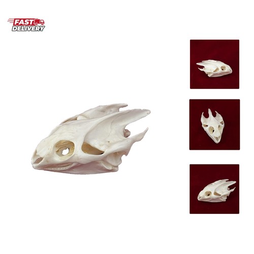Taxidermy real animals - real, skulls