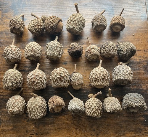 Burr oak tree acorns large - burr,