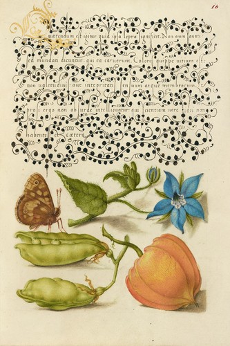 19th century botanical - century,
